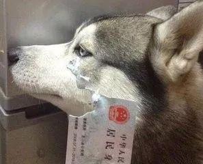 看到你們家的狗也這麼氣人，我就放心啦