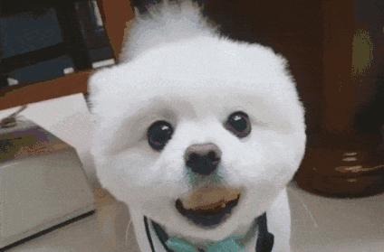 看到你們家的狗也這麼氣人，我就放心啦