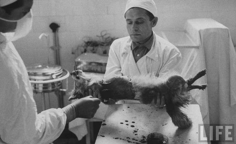 斬半身縫合出共生「雙頭犬」　瘋狂科學家的實驗留下特別意義
