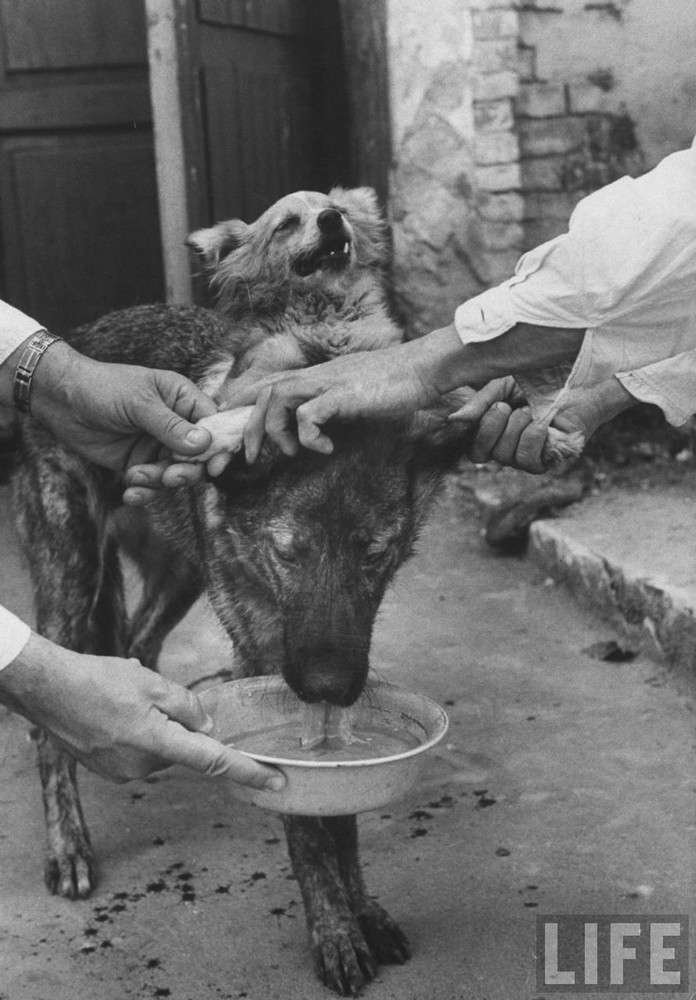 斬半身縫合出共生「雙頭犬」　瘋狂科學家的實驗留下特別意義