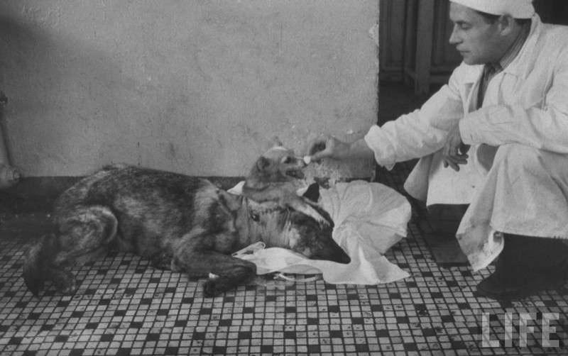 斬半身縫合出共生「雙頭犬」　瘋狂科學家的實驗留下特別意義
