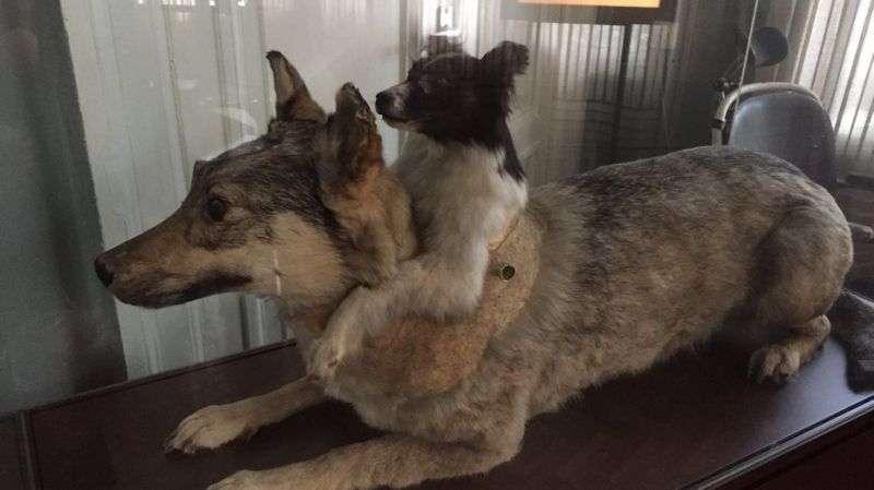 斬半身縫合出共生「雙頭犬」　瘋狂科學家的實驗留下特別意義