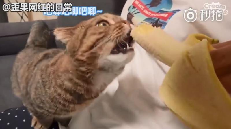 【影】喵星人「蔬菜水果都不挑」　連「別只貓的藥」都搶來吃：養到一隻豬？