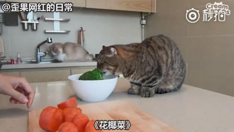 【影】喵星人「蔬菜水果都不挑」　連「別只貓的藥」都搶來吃：養到一隻豬？