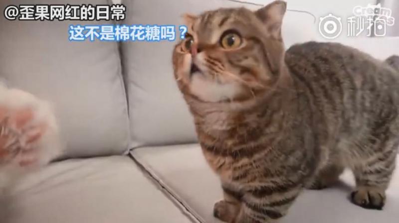【影】喵星人「蔬菜水果都不挑」　連「別只貓的藥」都搶來吃：養到一隻豬？