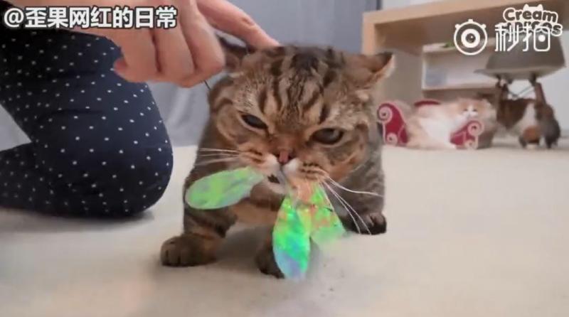 【影】喵星人「蔬菜水果都不挑」　連「別只貓的藥」都搶來吃：養到一隻豬？