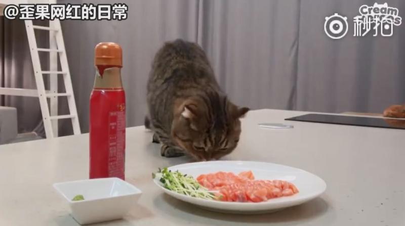 【影】喵星人「蔬菜水果都不挑」　連「別只貓的藥」都搶來吃：養到一隻豬？