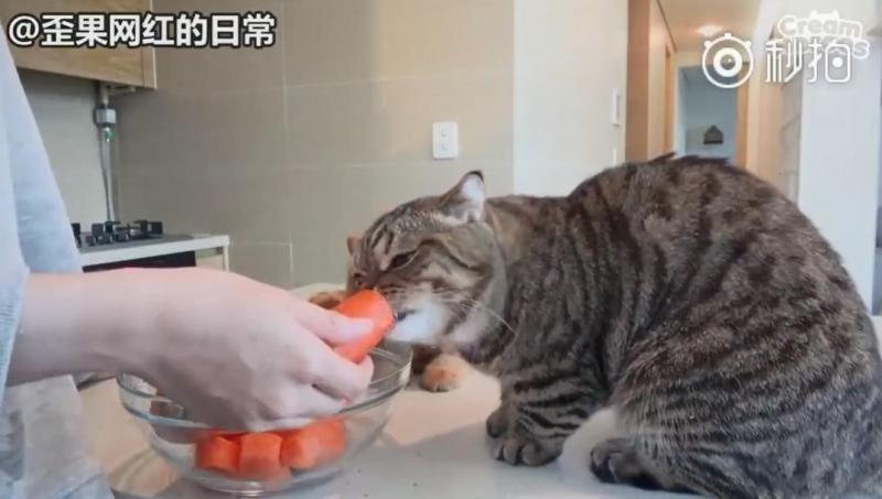 【影】喵星人「蔬菜水果都不挑」　連「別只貓的藥」都搶來吃：養到一隻豬？
