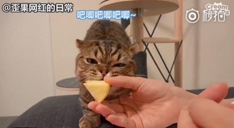 【影】喵星人「蔬菜水果都不挑」　連「別只貓的藥」都搶來吃：養到一隻豬？