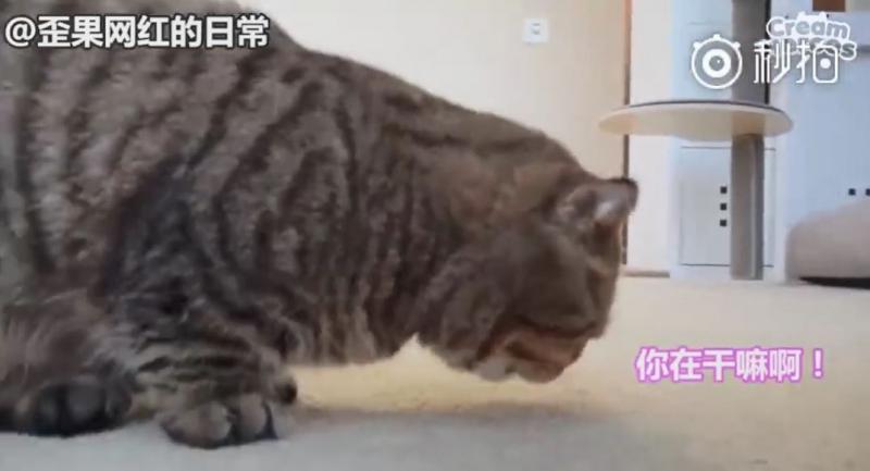 【影】喵星人「蔬菜水果都不挑」　連「別只貓的藥」都搶來吃：養到一隻豬？