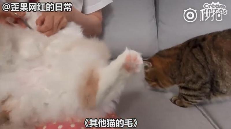 【影】喵星人「蔬菜水果都不挑」　連「別只貓的藥」都搶來吃：養到一隻豬？