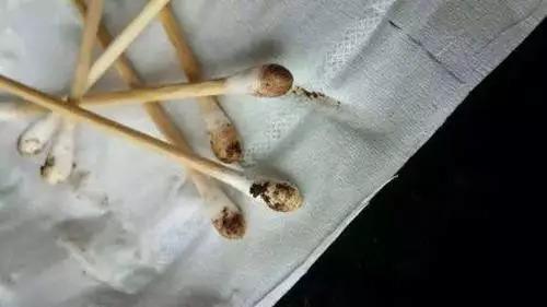 關於狗狗耳朵你不知道的那些事：正確清理耳朵就是如此重要