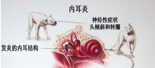 關於狗狗耳朵你不知道的那些事：正確清理耳朵就是如此重要