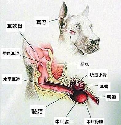 關於狗狗耳朵你不知道的那些事：正確清理耳朵就是如此重要