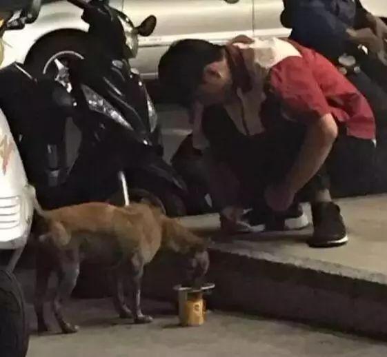 深夜救下的臨危流浪狗竟是自己丟失半年愛寵，女子泣不成聲……