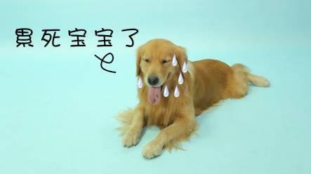 6種最傷狗的遛狗方式：80%的養狗人都正在這樣做……