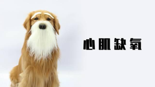 6種最傷狗的遛狗方式：80%的養狗人都正在這樣做……