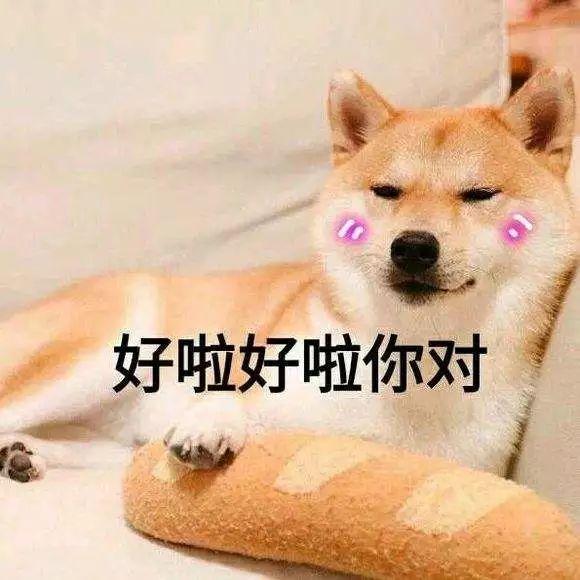 狗咬你不是沒道理：盤點最招狗討厭的幾個行為
