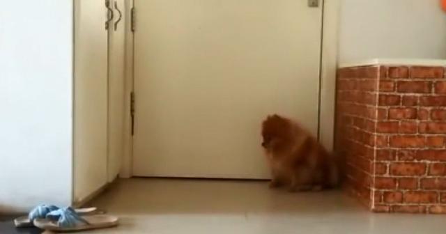 你不在家的時候狗子都在幹嘛？看到最後我決定早點回家