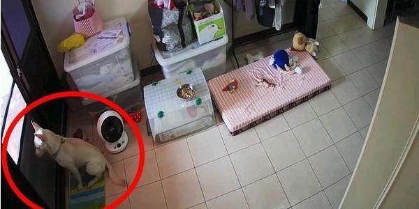 你不在家的時候狗子都在幹嘛？看到最後我決定早點回家