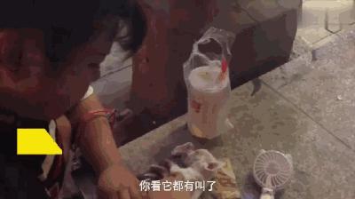 養狗人必知的一個動作，在關鍵時刻能救狗狗性命的動作