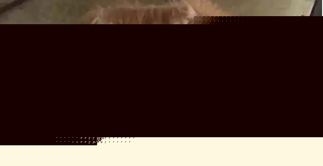 有那麼一群人靠著狗發財，養一個扔一個從不心疼……