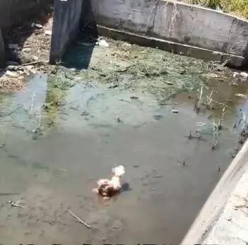 有那麼一群人靠著狗發財，養一個扔一個從不心疼……