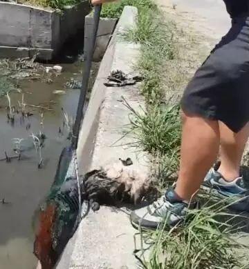 有那麼一群人靠著狗發財，養一個扔一個從不心疼……