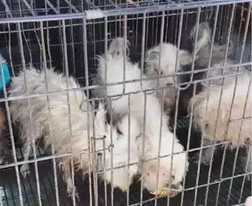 有那麼一群人靠著狗發財，養一個扔一個從不心疼……
