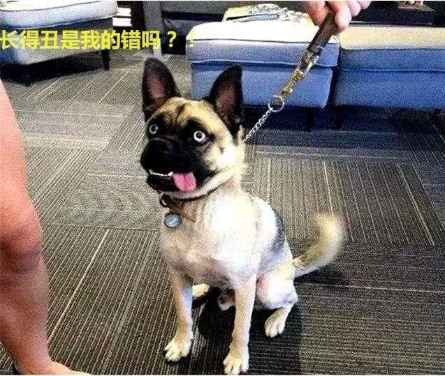 二哈成功讓巴哥懷孕，小狗崽醜萌可愛，網：恭喜獲得哈巴紮黑！巴哥：長的醜是我的錯嗎