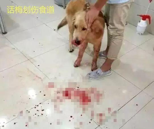 隨手扔的小東西以及每天接觸的地板，可能都是殺死狗狗的罪魁禍首