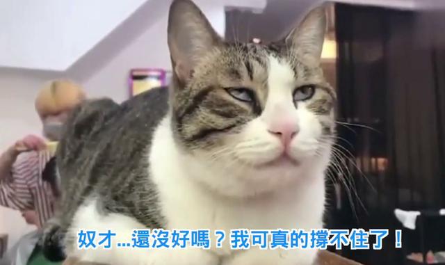 美女去髮廊做頭髮，帶上了自家肥貓，幾個小時後肥貓的表情爆笑了！