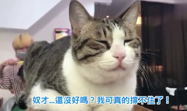 美女去髮廊做頭髮，帶上了自家肥貓，幾個小時後肥貓的表情爆笑了！