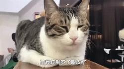 美女去髮廊做頭髮，帶上了自家肥貓，幾個小時後肥貓的表情爆笑了！