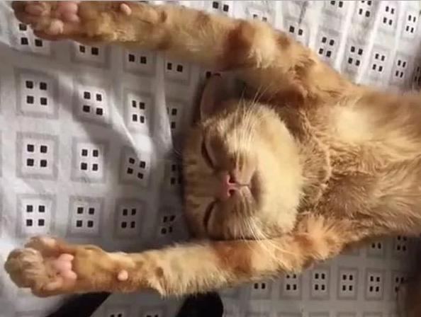 橘貓出去浪生下一窩崽，現在每天都想死：孩子它爹，你要對我負責！