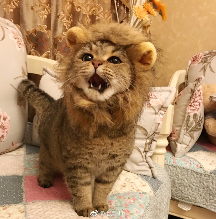 奴才曬獅子王霸氣照！一開口秒變「迷你辛巴」：吼～快奉上朕的罐罐！