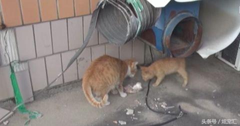 浪喵只拿「裝袋的糧食」太奇怪　跟蹤發現它「寧可餓肚子」網看哭：媽媽太偉大...