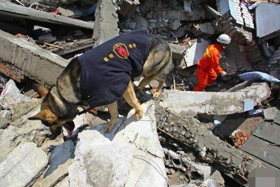 搜救犬為救孩子，被壓死在石板下，訓練員緊緊抱住泣不成聲