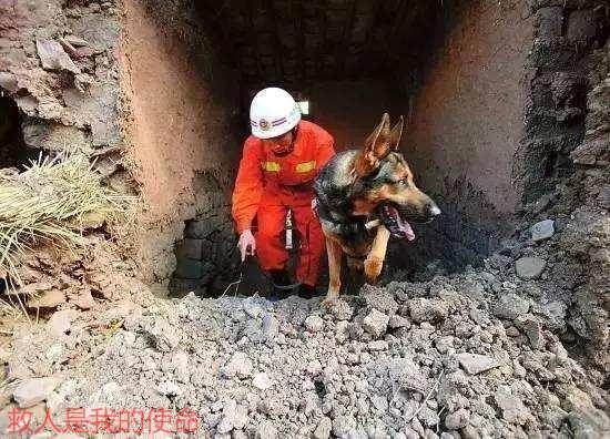 搜救犬為救孩子，被壓死在石板下，訓練員緊緊抱住泣不成聲