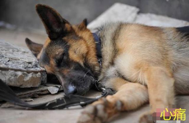 搜救犬為救孩子，被壓死在石板下，訓練員緊緊抱住泣不成聲