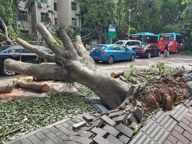 搜救犬為救孩子，被壓死在石板下，訓練員緊緊抱住泣不成聲
