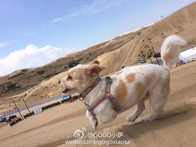 當年那隻跑完川藏線的小狗，如今也一直走在路上