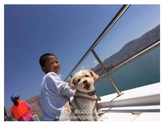 當年那隻跑完川藏線的小狗，如今也一直走在路上