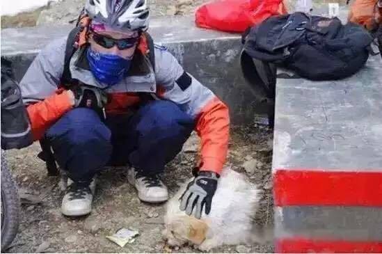 當年那隻跑完川藏線的小狗，如今也一直走在路上