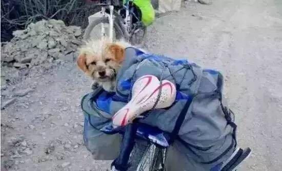 當年那隻跑完川藏線的小狗，如今也一直走在路上
