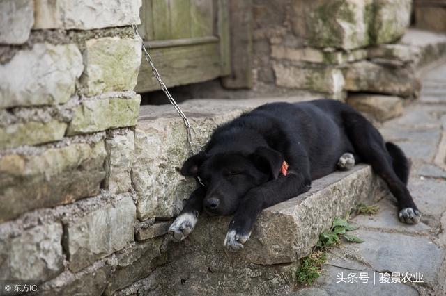 農村老人說：好狗絕對不會死家中