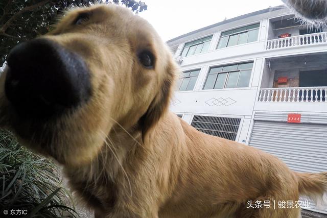 農村老人說：好狗絕對不會死家中