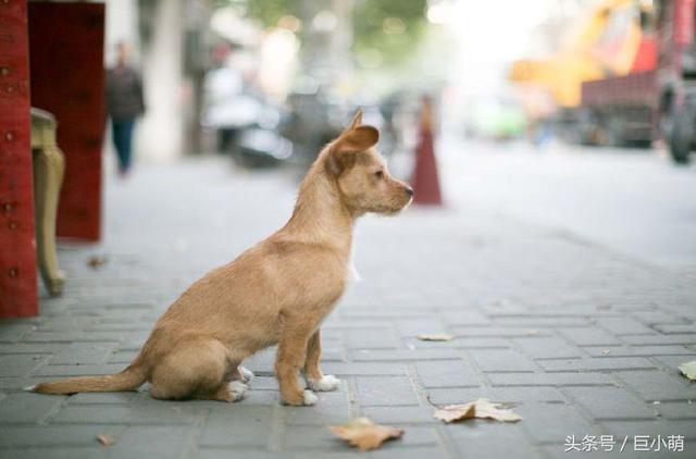 狗狗患上狂犬病的4大特徵，如果狗狗有這些問題，那可能是中招了