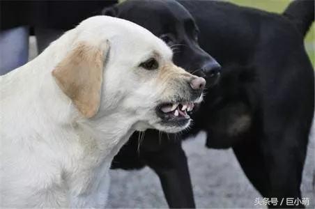 狗狗患上狂犬病的4大特徵，如果狗狗有這些問題，那可能是中招了