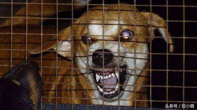 狗狗患上狂犬病的4大特徵，如果狗狗有這些問題，那可能是中招了
